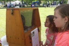 Teaching Kids About Honey Bees